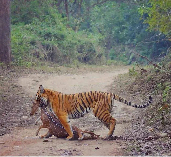 Jim Corbett National Park
